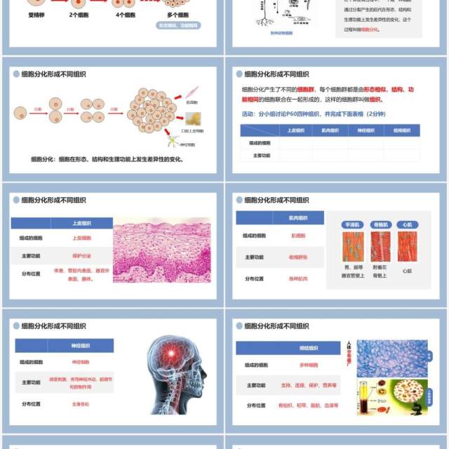 部编版七年级生物上册动物体的结构层次课件PPT模板