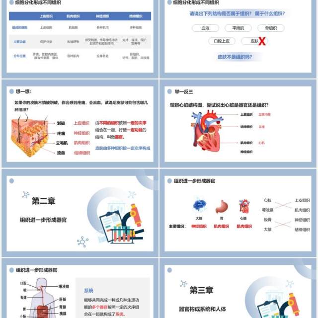 部编版七年级生物上册动物体的结构层次课件PPT模板