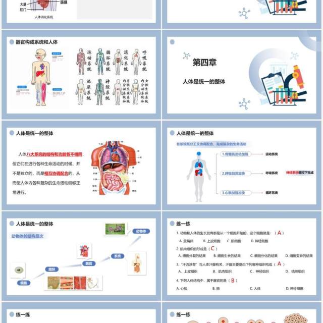 部编版七年级生物上册动物体的结构层次课件PPT模板