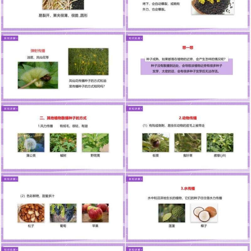 教科版四年级下册把种子散播到远处课件PPT模板