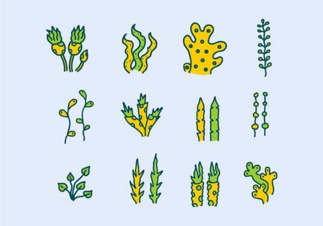 海植物和海草