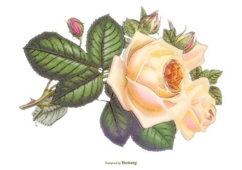 美丽的水彩矢量玫瑰插画