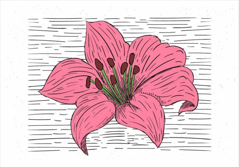  手绘矢量花卉插画