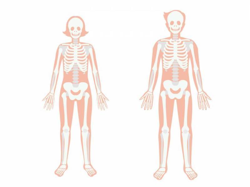 人体_骨骼_男性和女性