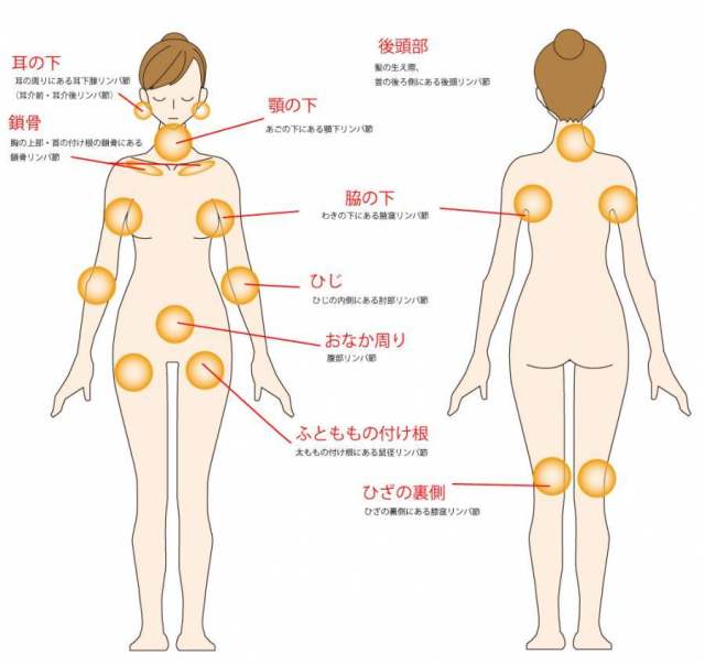 淋巴结位置 - 全身