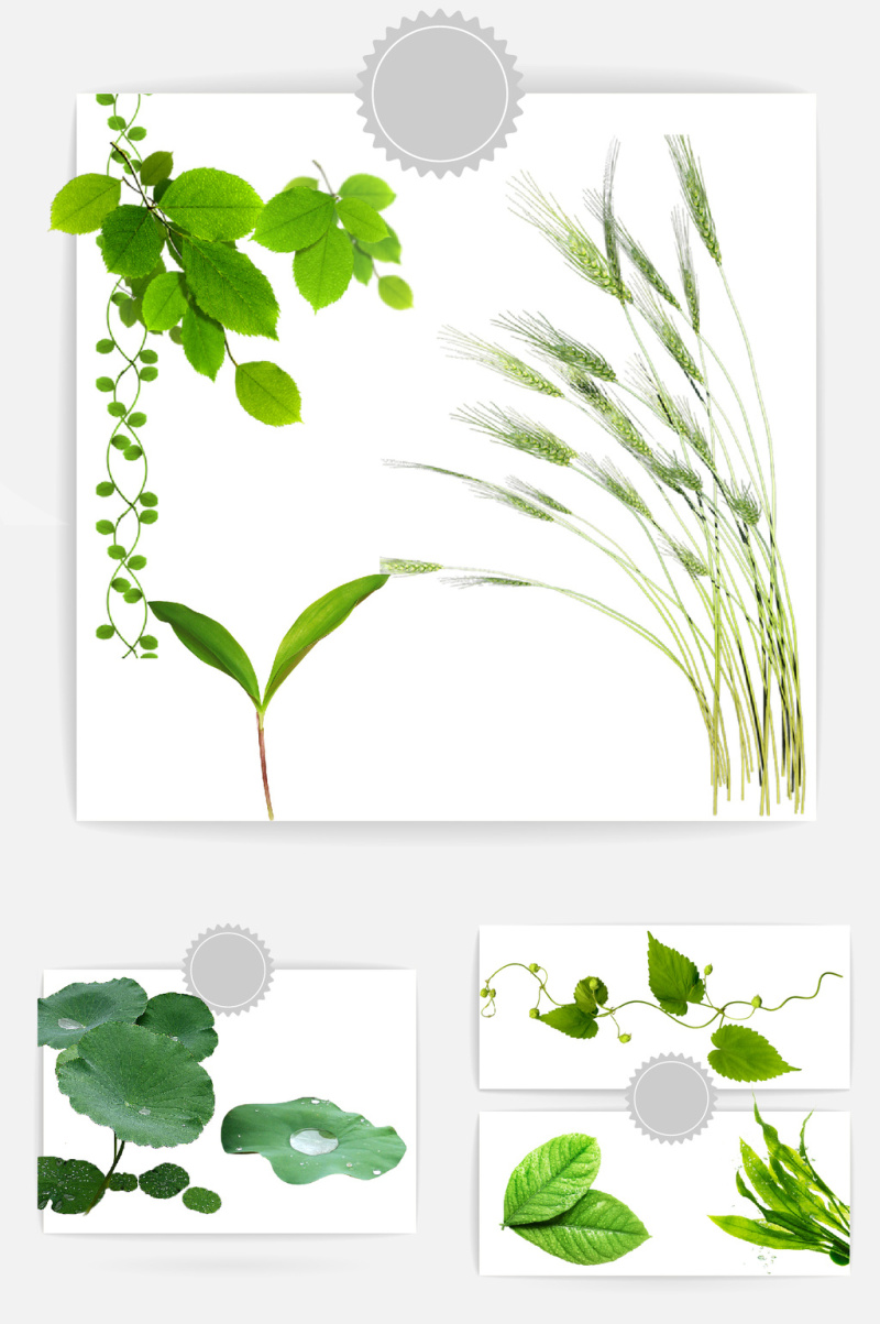 绿色植物真实素材