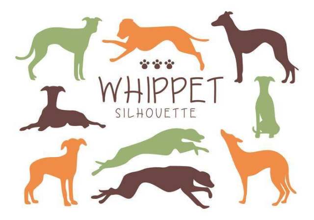 Whippet狗剪影矢量