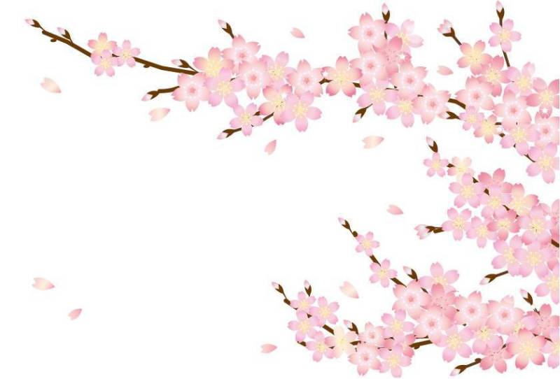 樱花花瓣和树枝