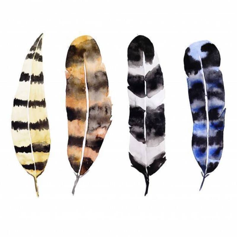 Beautiful Watercolor Feathers Collection