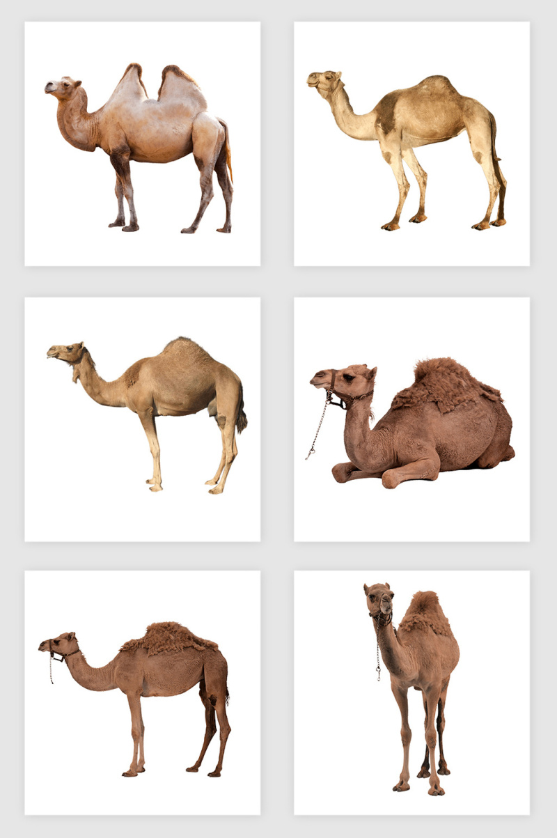 高清免抠骆驼素材