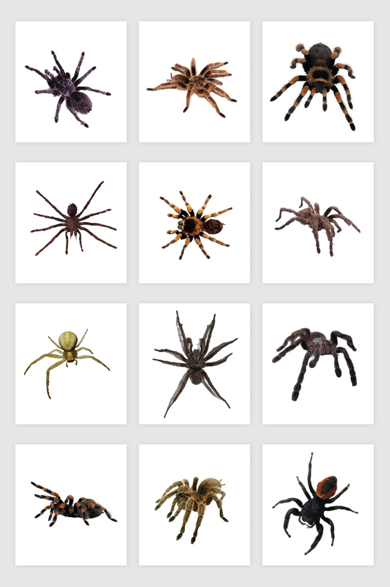 高清免抠蜘蛛png素材