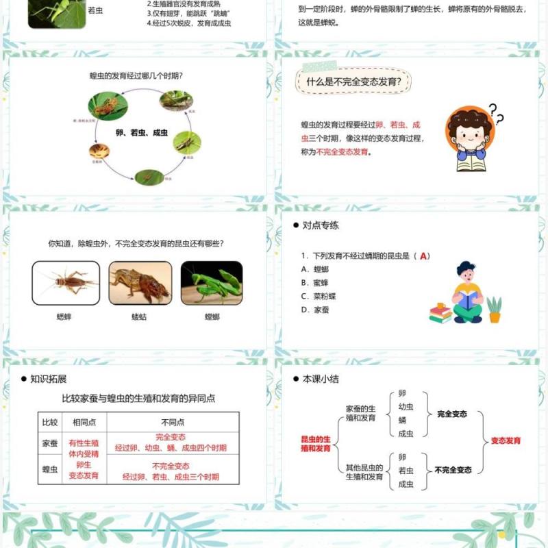 部编版八年级生物下册昆虫的生殖和发育课件PPT模板 部编版八年级生物下册昆虫的生殖和发育课件PPT模板
