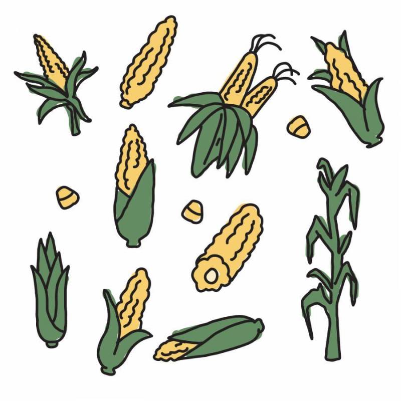 玉米图纸