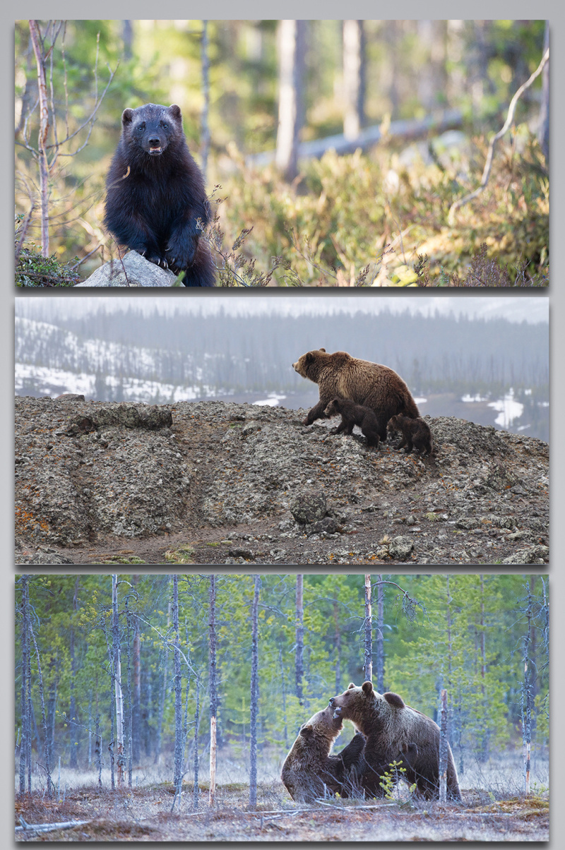 野生动物棕熊背景图
