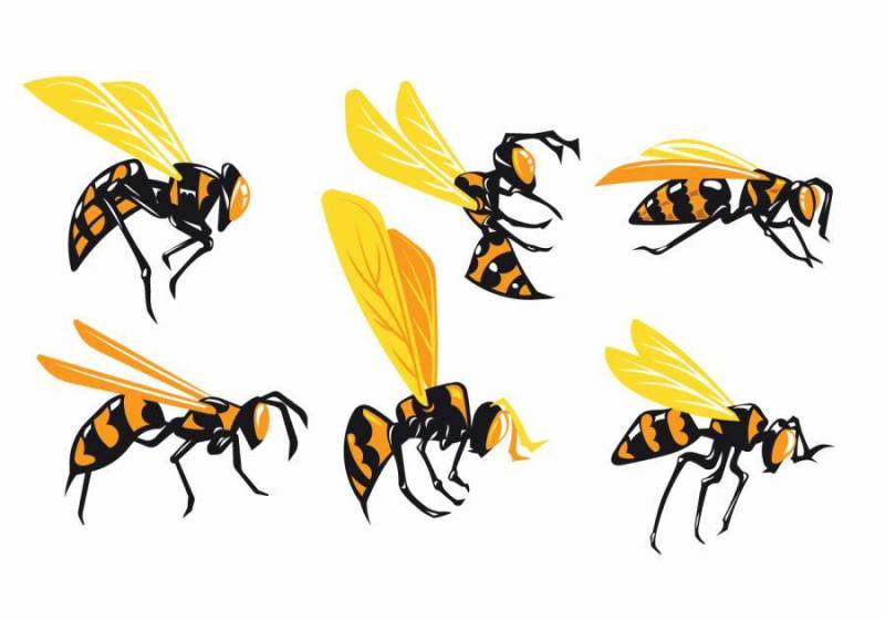 孤立在白色背景上的巨型黄蜂的集