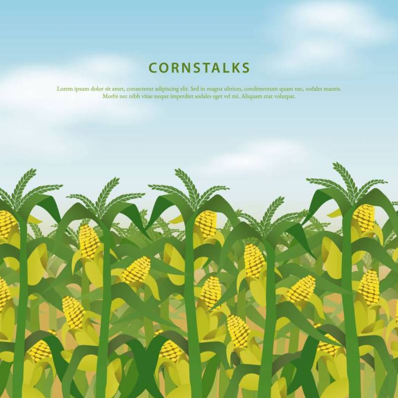 玉米秸秆字段说明