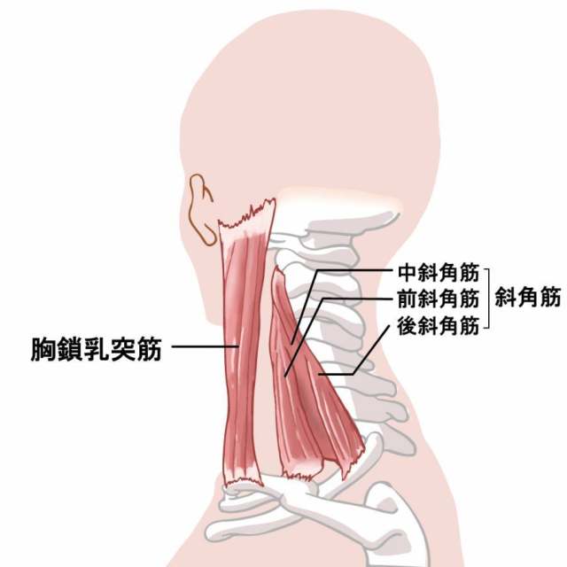 颈部肌肉