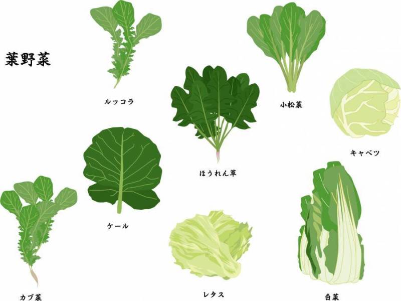 叶野菜
