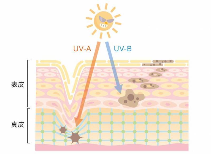 皮肤_紫外线_截面的影响