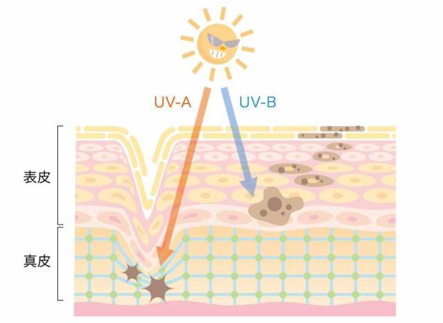 皮肤_紫外线_截面的影响