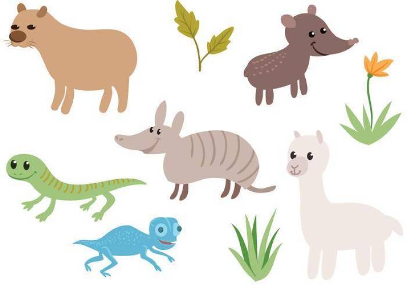  的南美动物载体