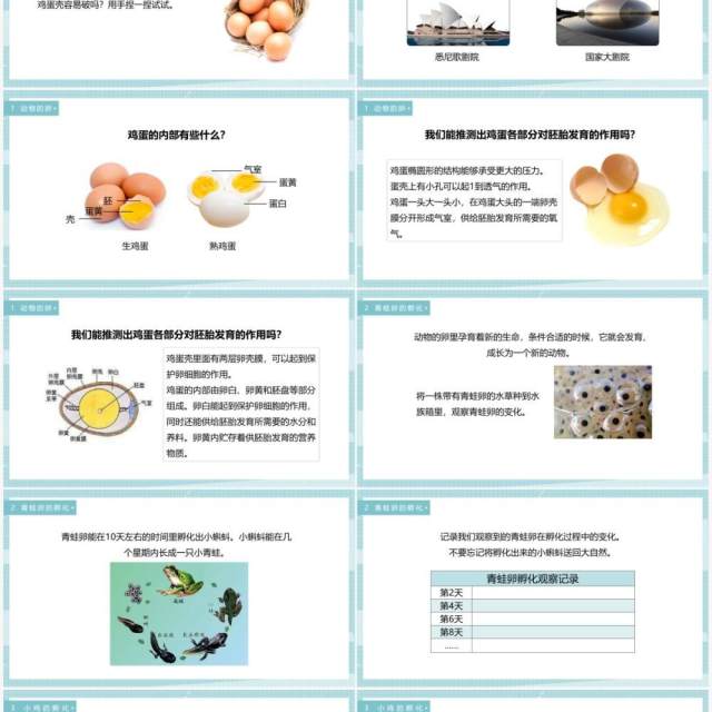 教科版四年级下册动物的卵课件PPT模板