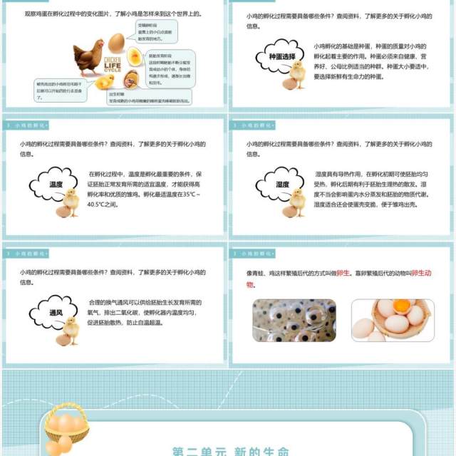 教科版四年级下册动物的卵课件PPT模板 教科版四年级下册动物的卵课件PPT模板