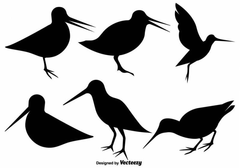 矢量鹬鸟平面图标