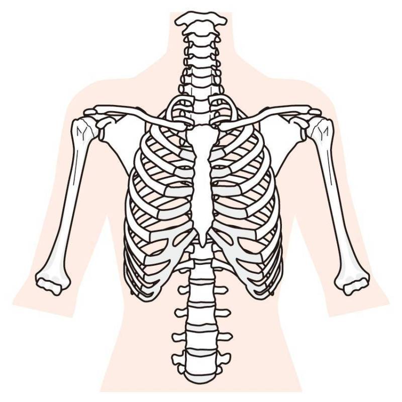胸部