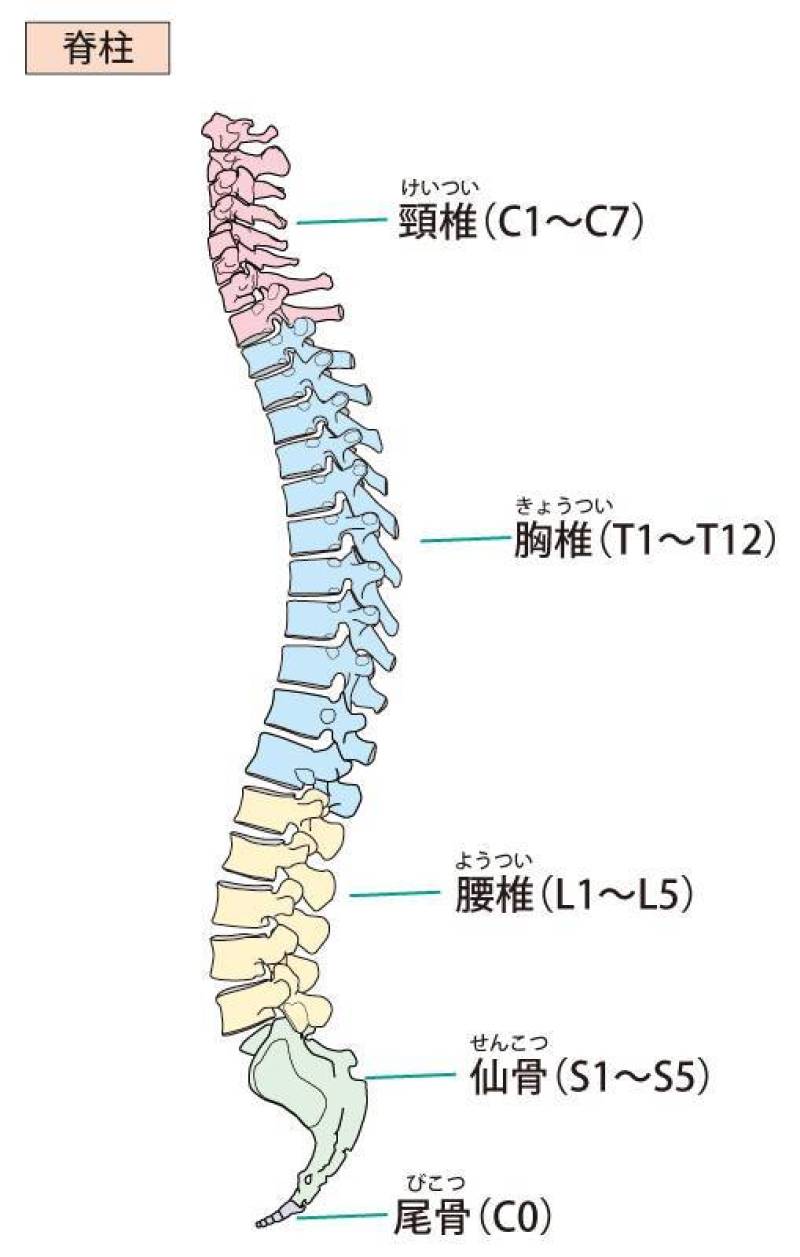 脊柱（侧面）