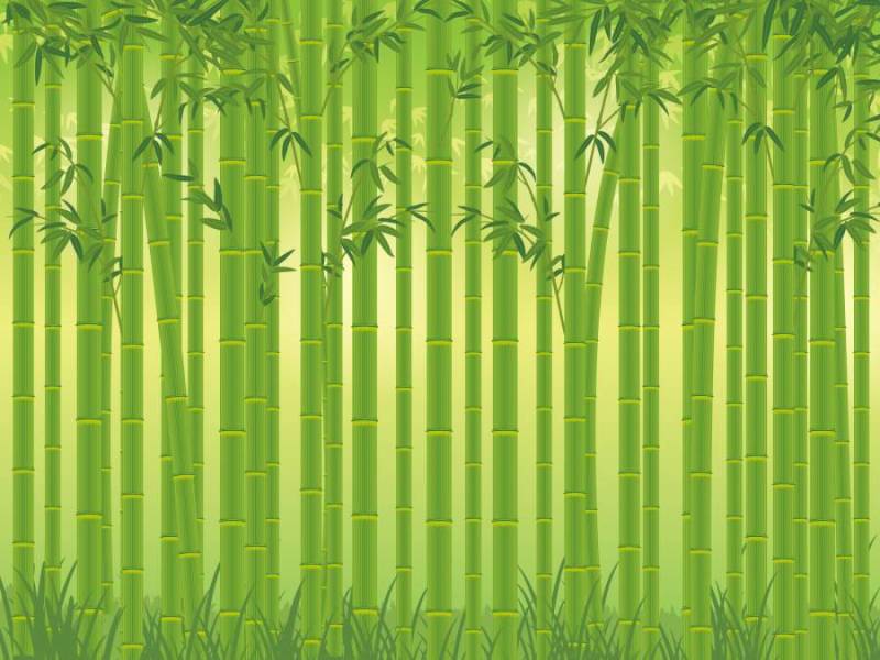 现实竹子成长的背景材料01