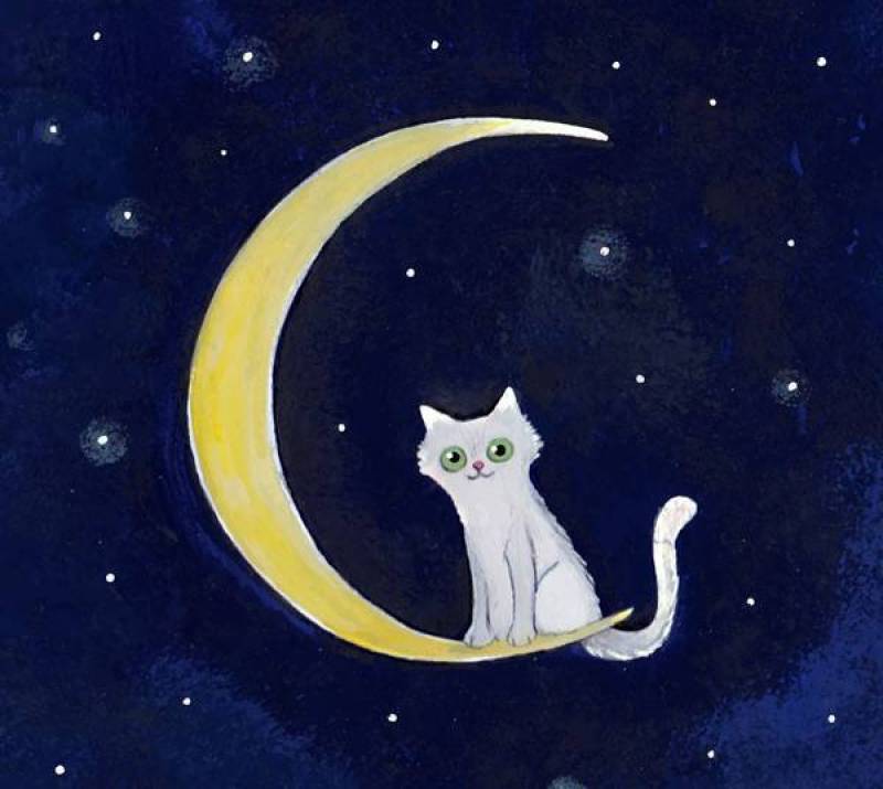 月牙上的白色猫咪