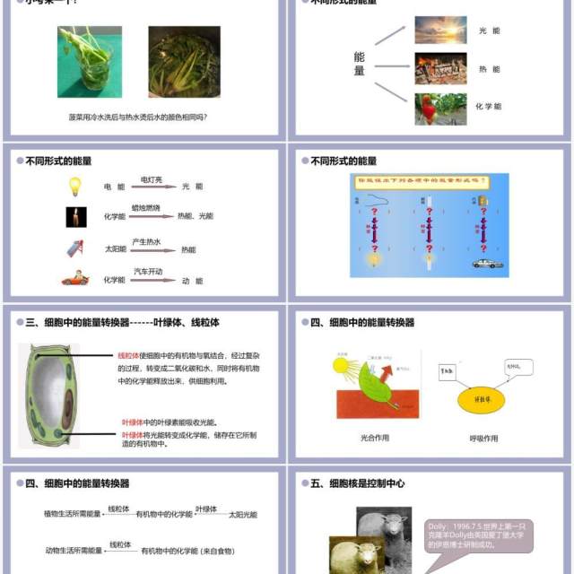 部编版七年级生物上册细胞的生活课件PPT模板