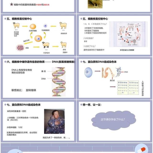 部编版七年级生物上册细胞的生活课件PPT模板