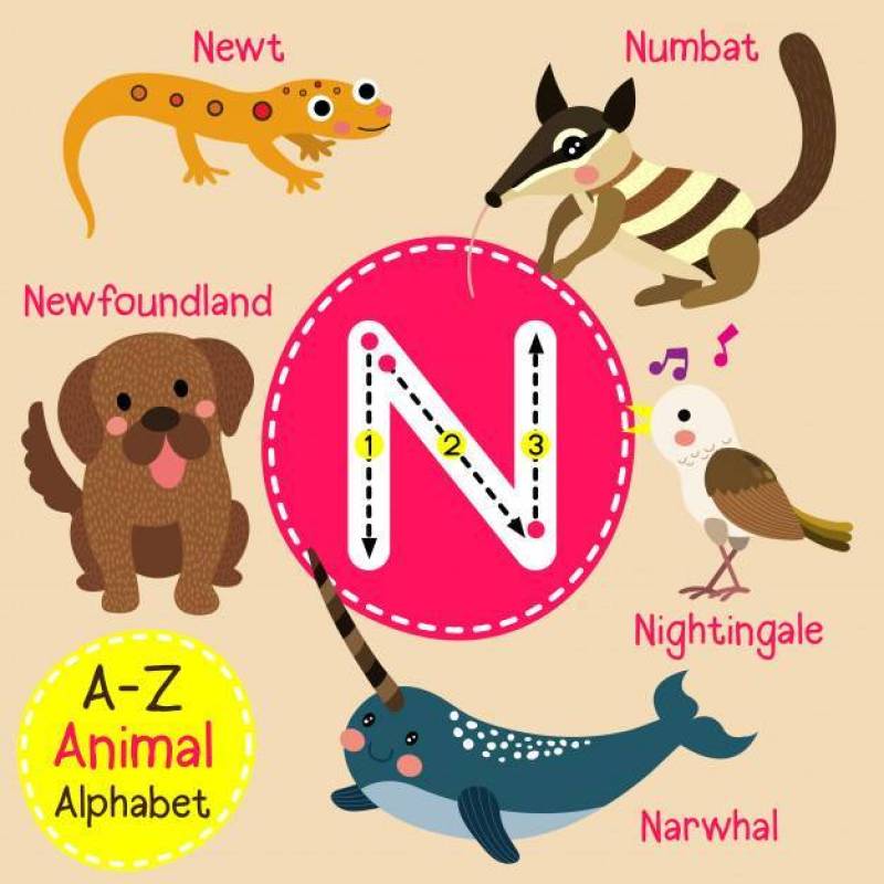 字母N动物园字母表