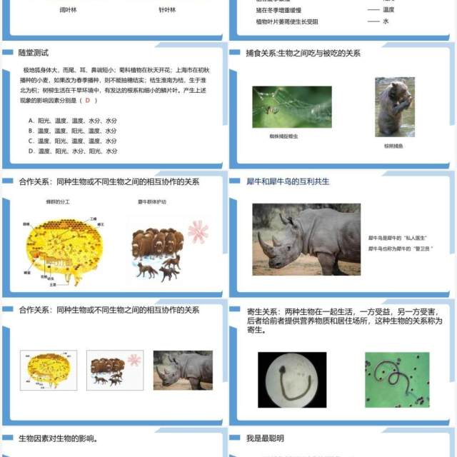 部编版七年级生物上册生物与环境的关系课件PPT模板