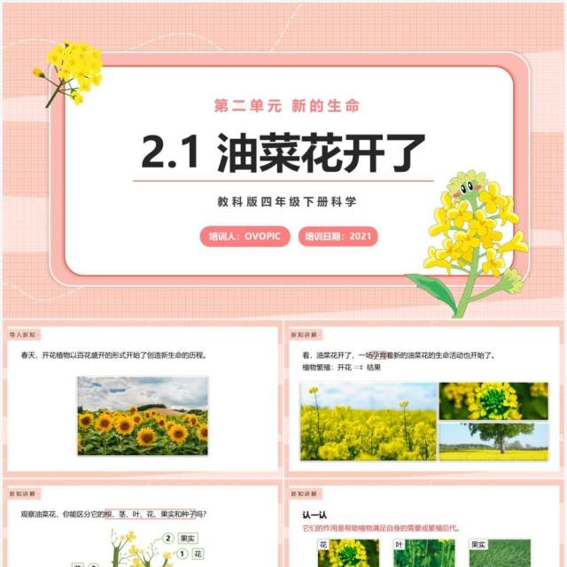 教科版四年级下册油菜花开了课件PPT模板 教科版四年级下册油菜花开了课件PPT模板