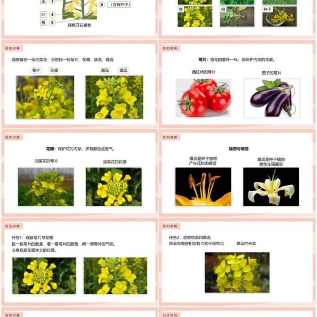 教科版四年级下册油菜花开了课件PPT模板