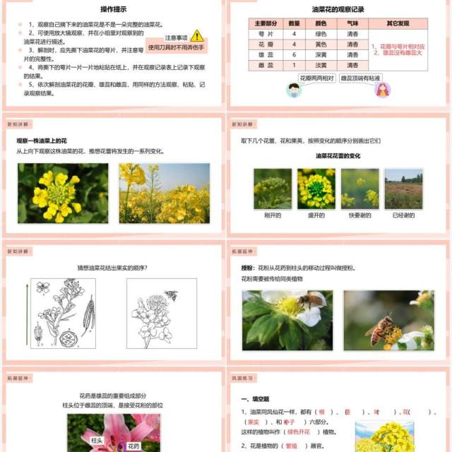 教科版四年级下册油菜花开了课件PPT模板