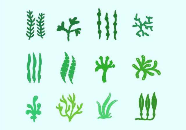 海植物和海草