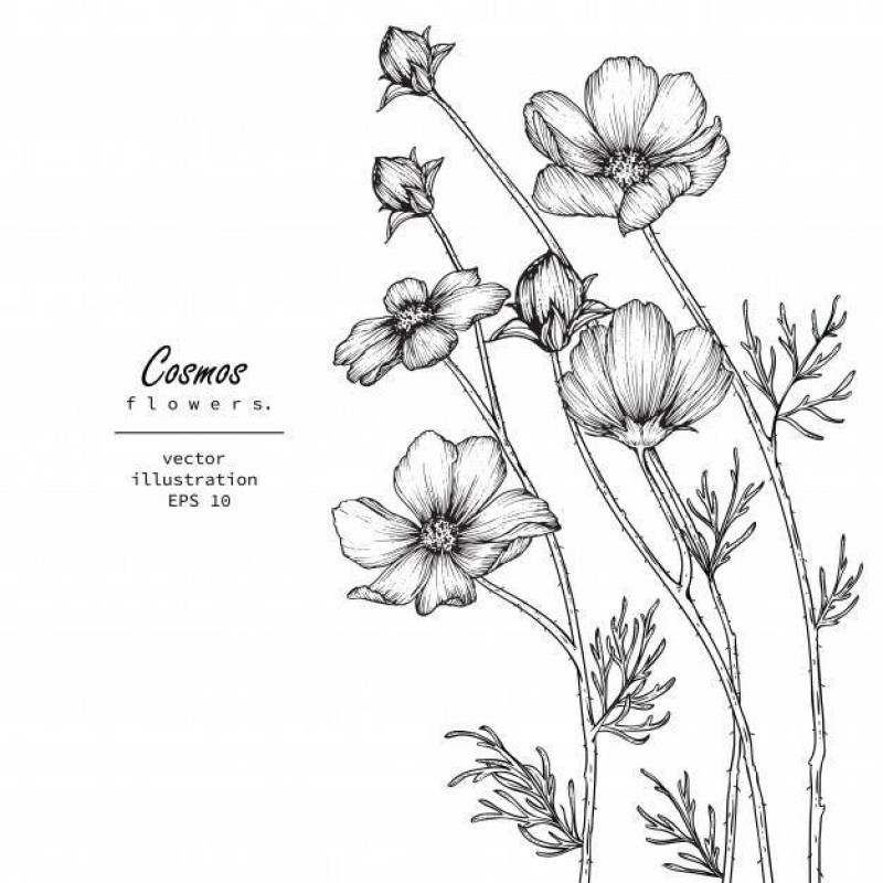 波斯菊花卉图纸