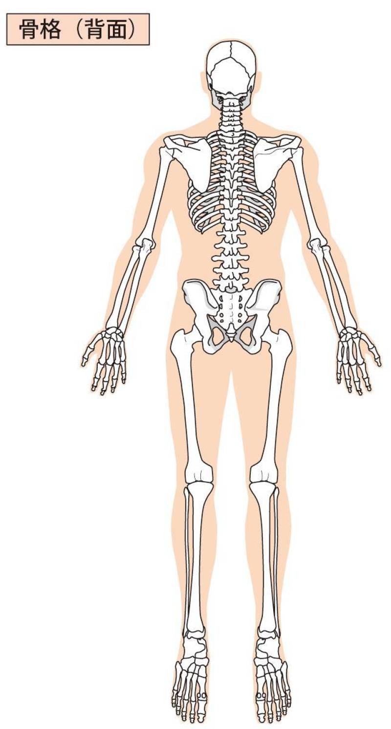 全身骨格（背面）