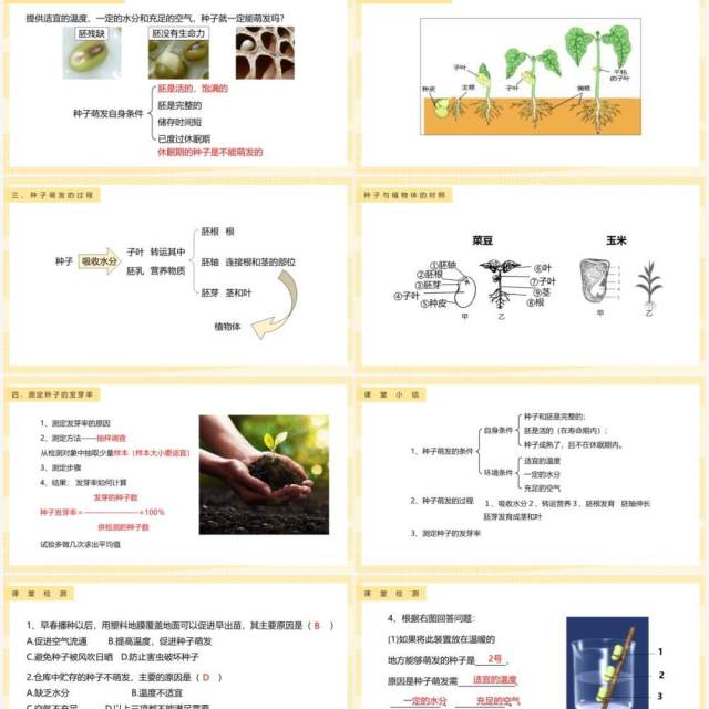 教科版四年级下册种子的萌发课件PPT模板