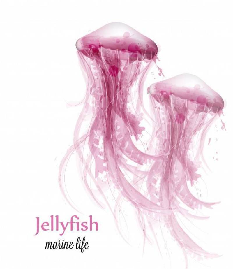 Jellyfish watercolor background