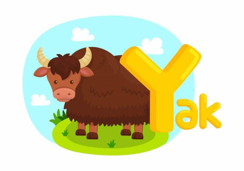 字母表Y与牦牛的图片