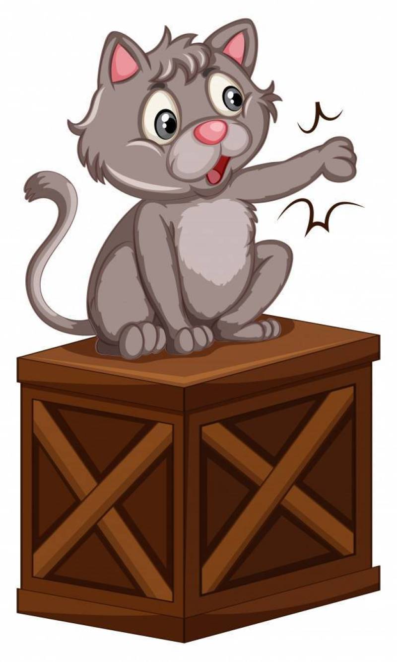 A Cat on Wooden Box
