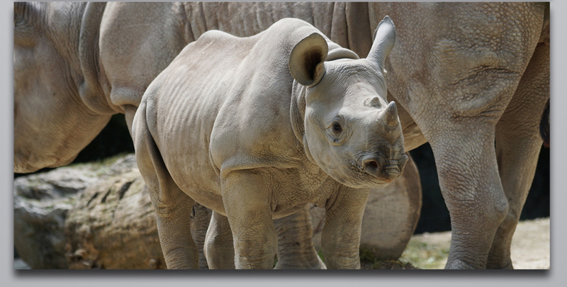 犀牛野生动物庞大