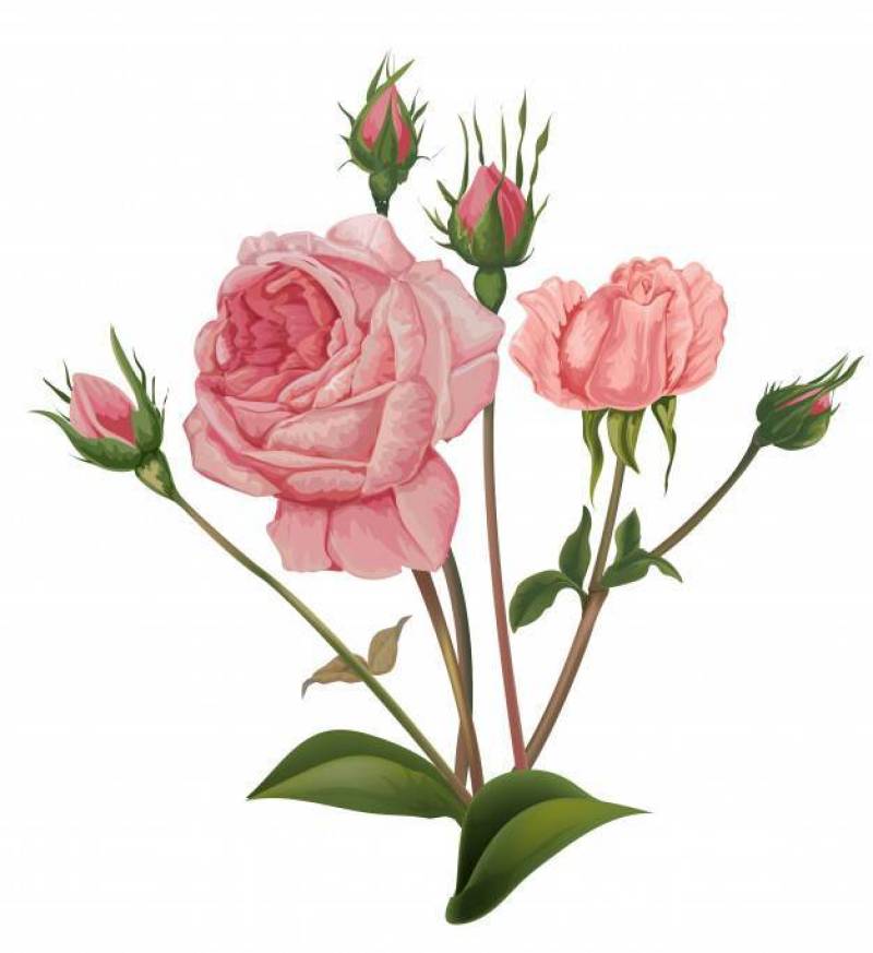 粉红玫瑰花朵矢量