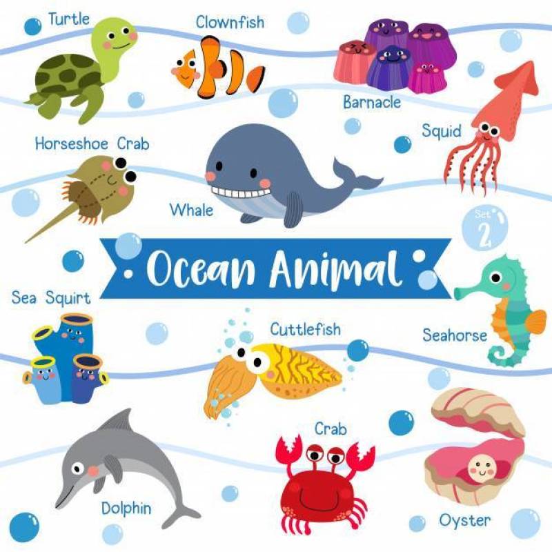 与动物名字的海洋动物动画片