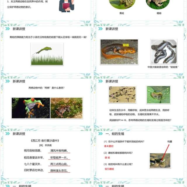 部编版八年级生物下册两栖动物的生殖和发育课件PPT模板 部编版八年级生物下册两栖动物的生殖和发育课件PPT模板